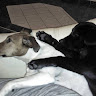 bernard de heer (bennie)