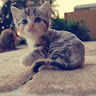 Chantal X