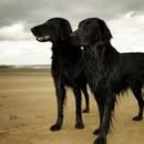 Bart En Addie van Noorden