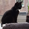 mocne hofhuis