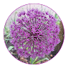 Ans V