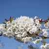 Johan Bloemen