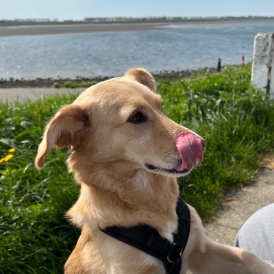 Lily