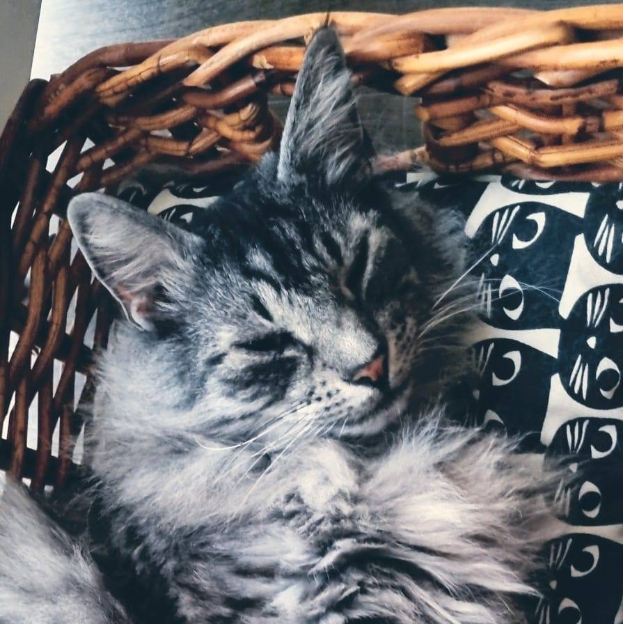 Di Anne