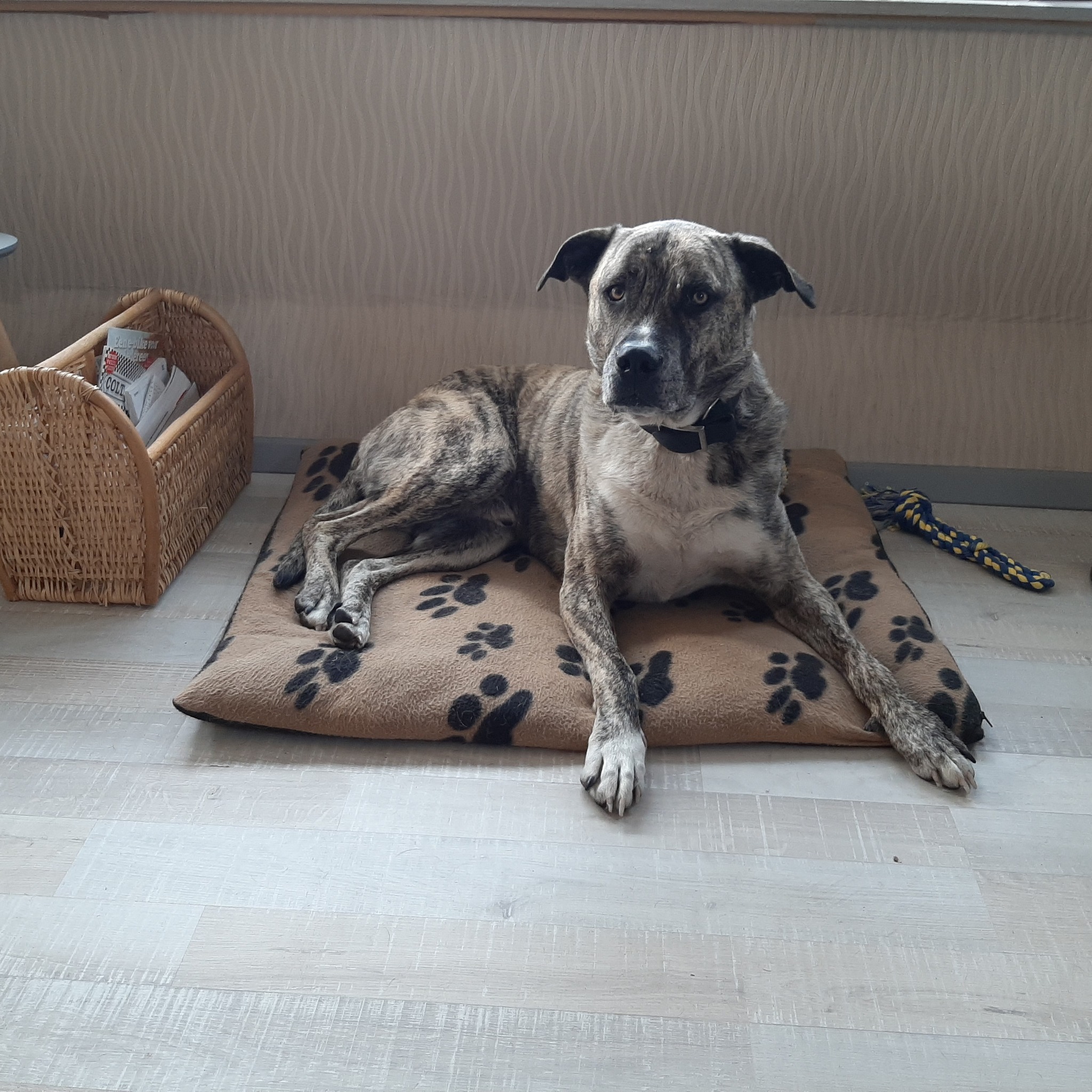 Lieve Loos