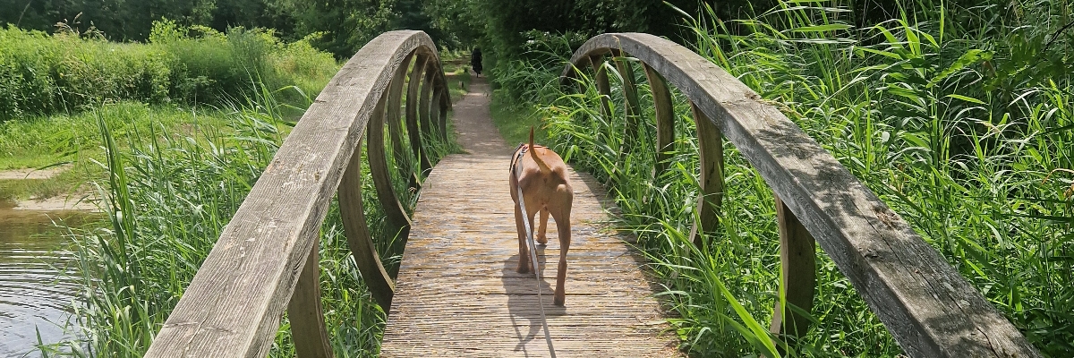 Header image of Joyce en Liv