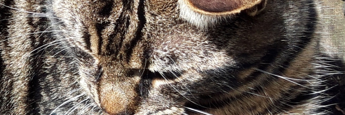 Header image of nelleke68