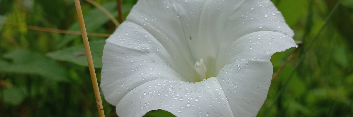 Header image of Lisanne Brouwer