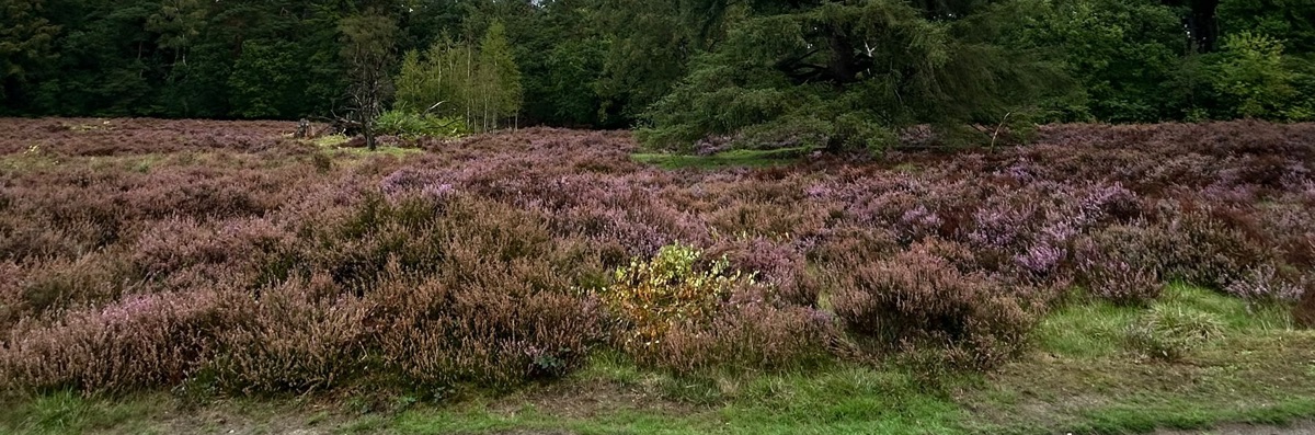 Header image of kalkmanhanneke