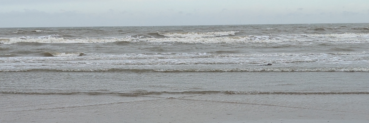 Header image of Edwin