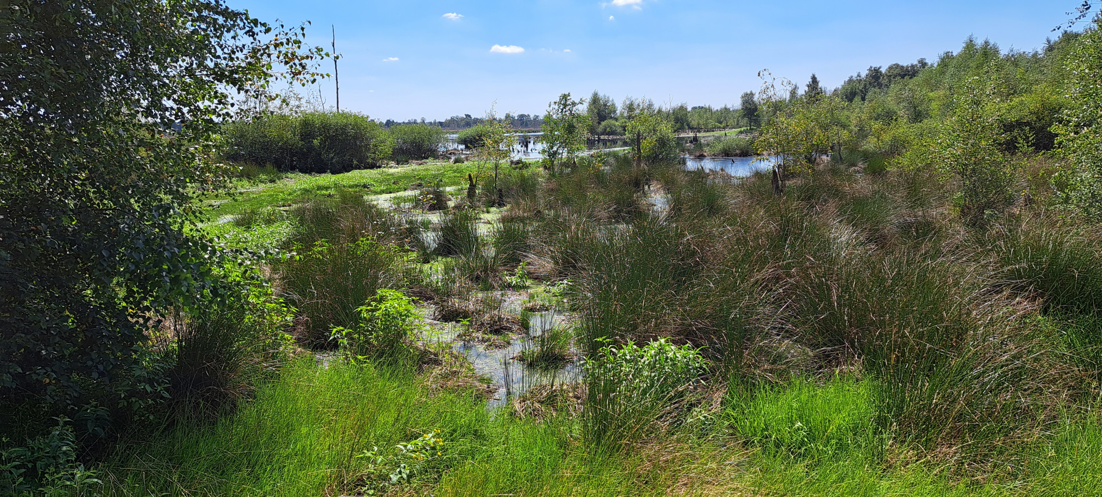 Griendtsveen - Heitraksedijk (bushalte) · Hertogenpad etappe 9