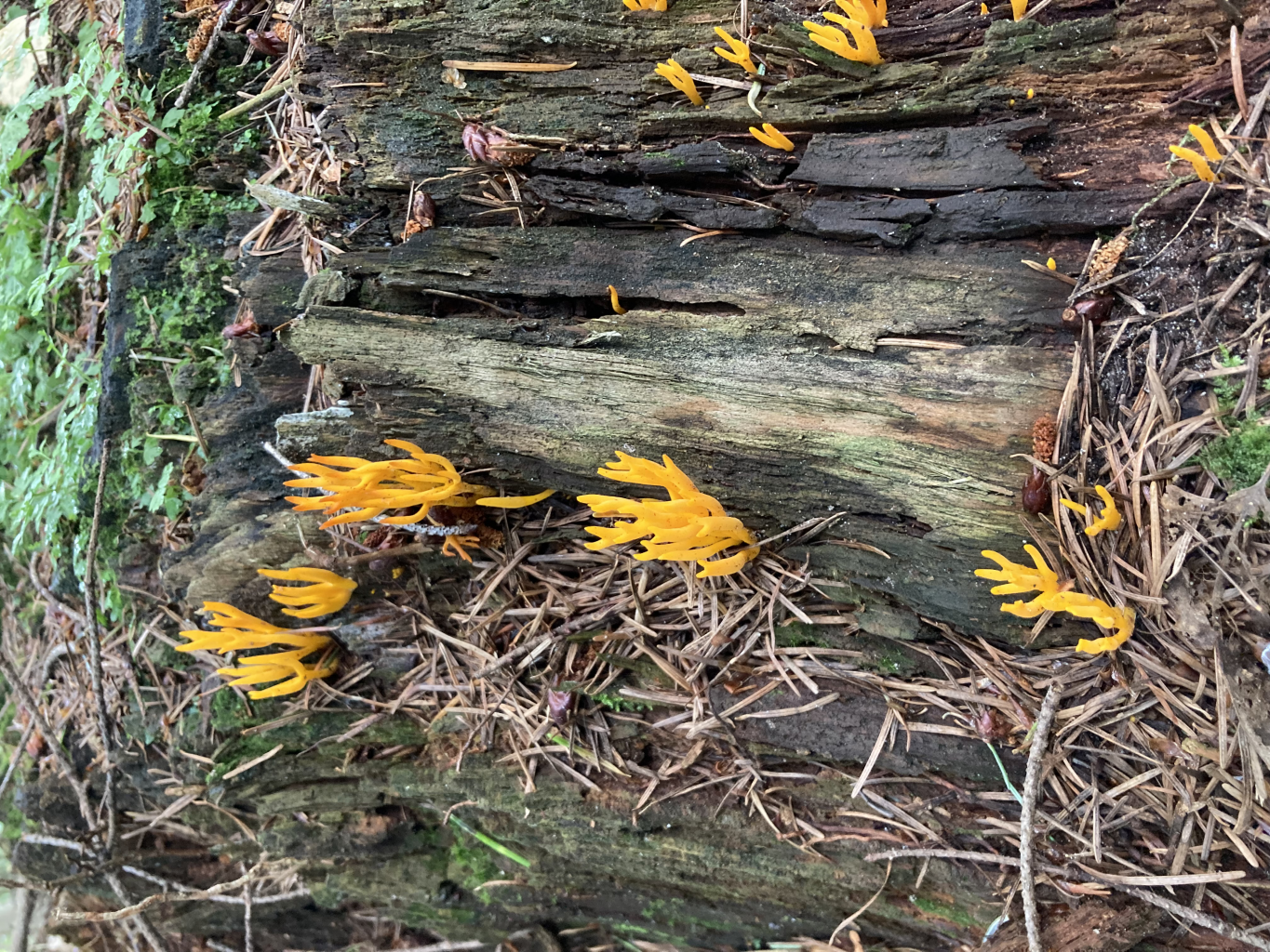 Breda - Dongen · Hertogenpad etappe 1