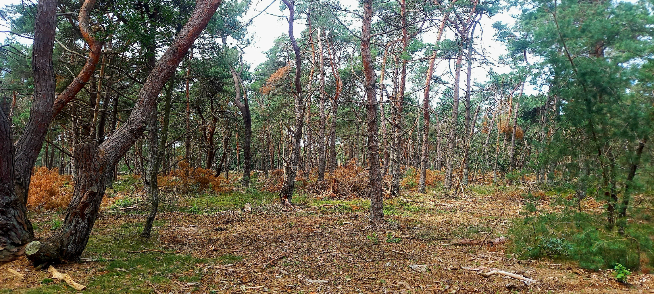 Station 't Harde - Station Wezep · Westerborkpad etappe 17