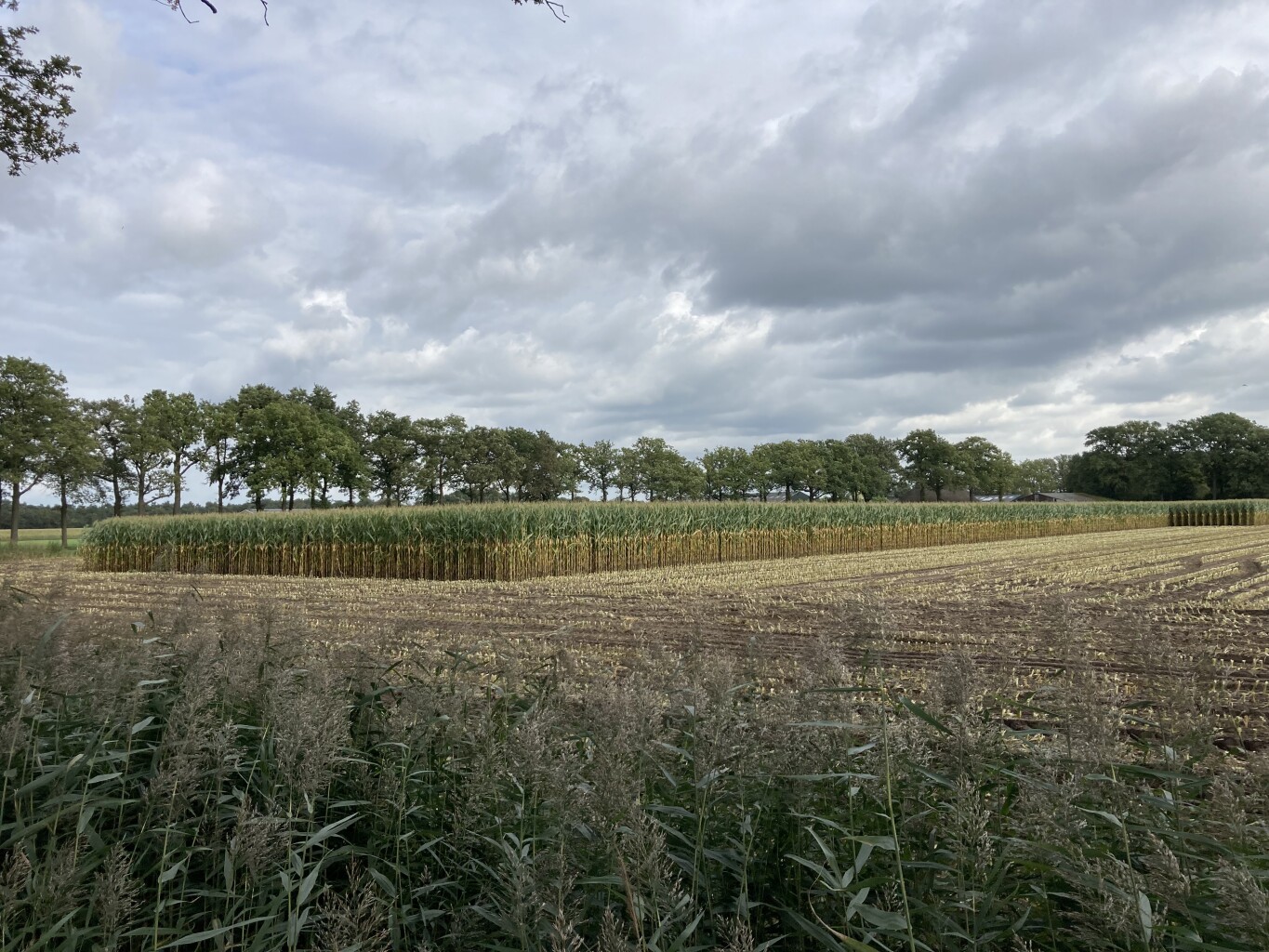 Poeldonk - A50 · Hertogenpad etappe 5