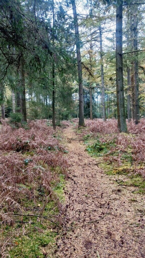 Glimmen - Zuidlaren · Drenthepad etappe 10