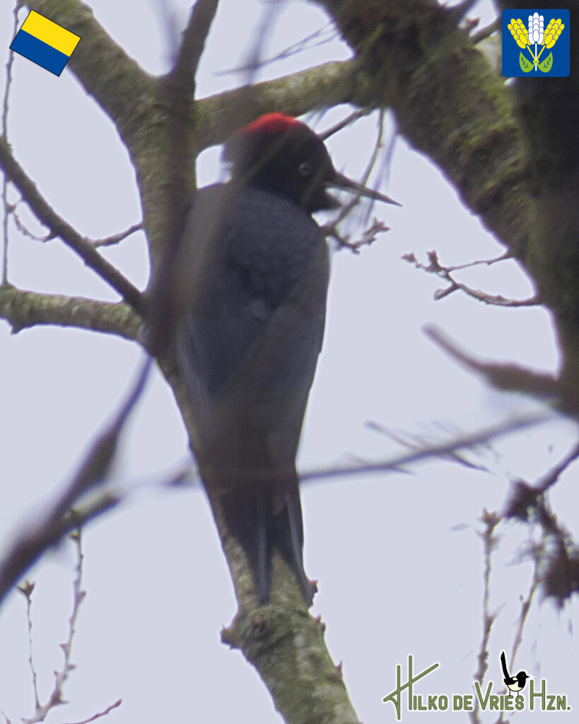 Jipsinghuizen - Sellingen · Westerwoldepad etappe 3