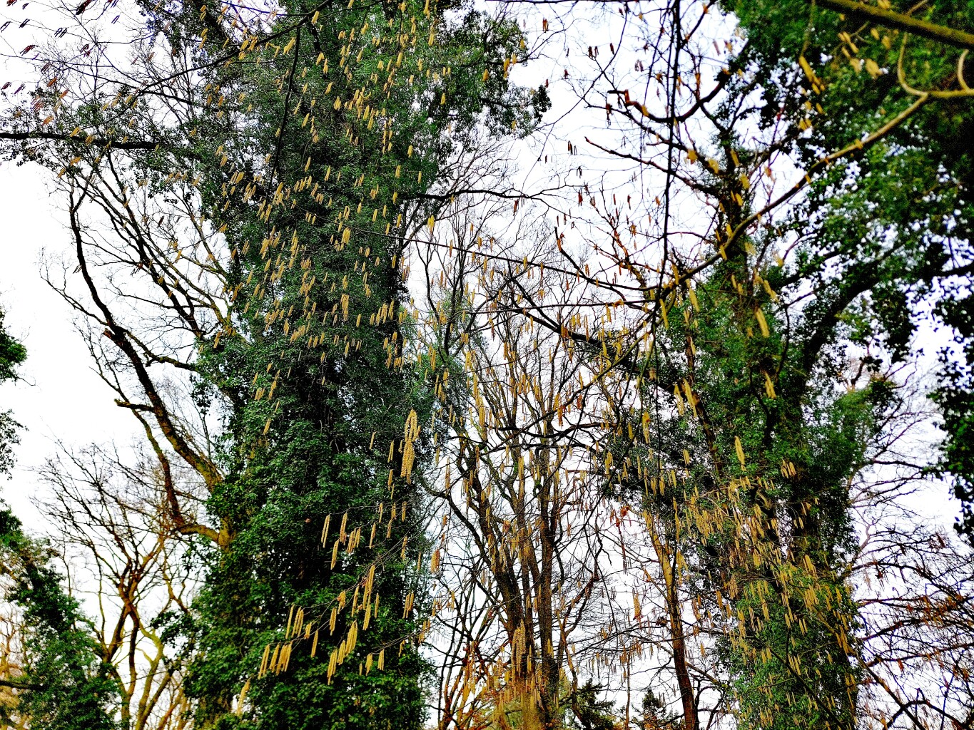 Venlo - Plankenheide · Maas-Niederrheinpad etappe 22