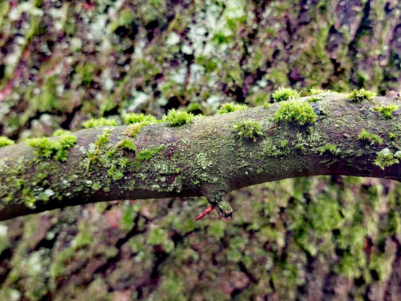 Venlo - Plankenheide · Maas-Niederrheinpad etappe 22