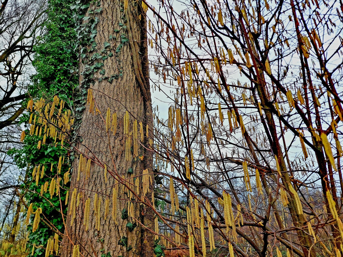 Wachtendonk - Leuth · Maas-Niederrheinpad etappe 11