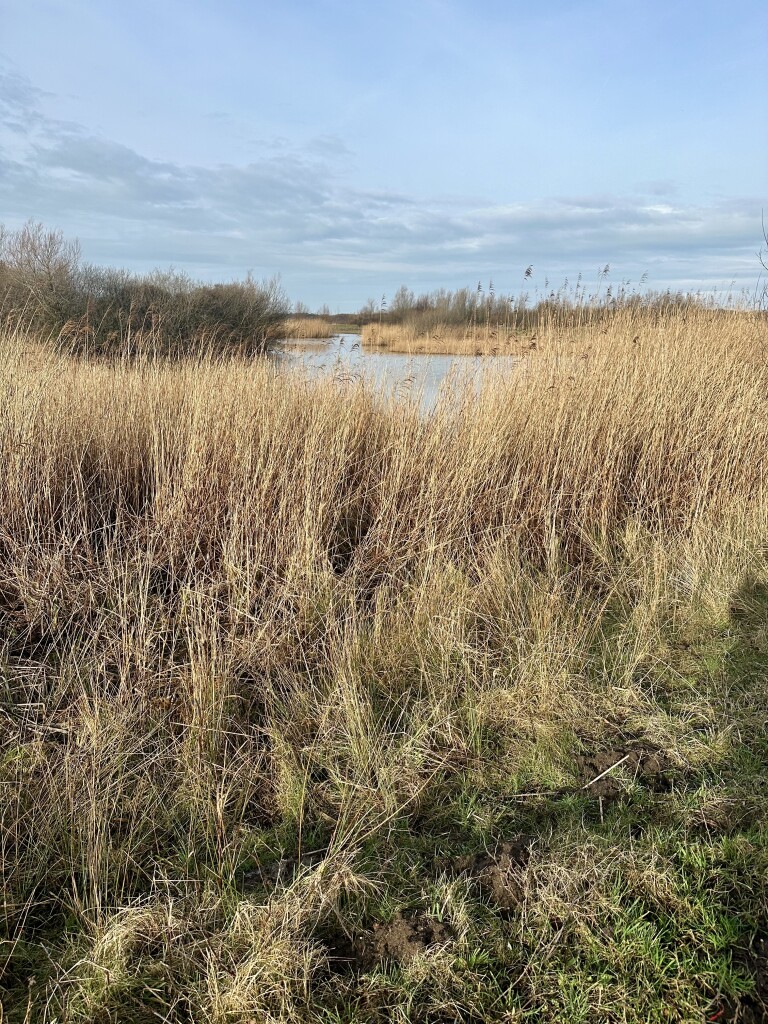 Goedereede - Rockanje · Nederlands Kustpad 1 etappe 8