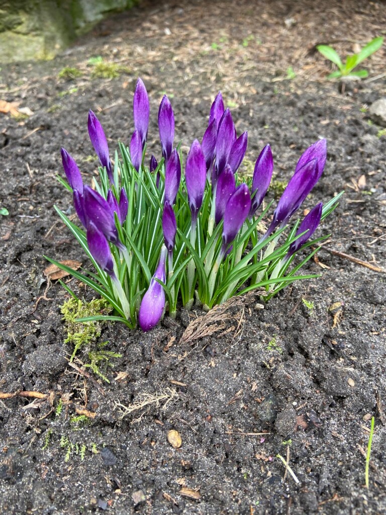 Zwillbrock - Saalman (pension) · Noaberpad etappe 16