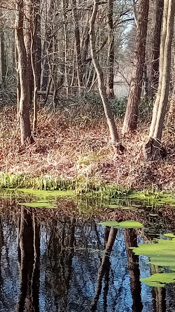 Van Gogh wandeling | Vincent en de geschiedenis van Tiendeveen