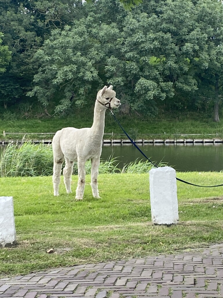Brielle - Maassluis (Oranjeplassen) · Nederlands Kustpad 1 etappe 10