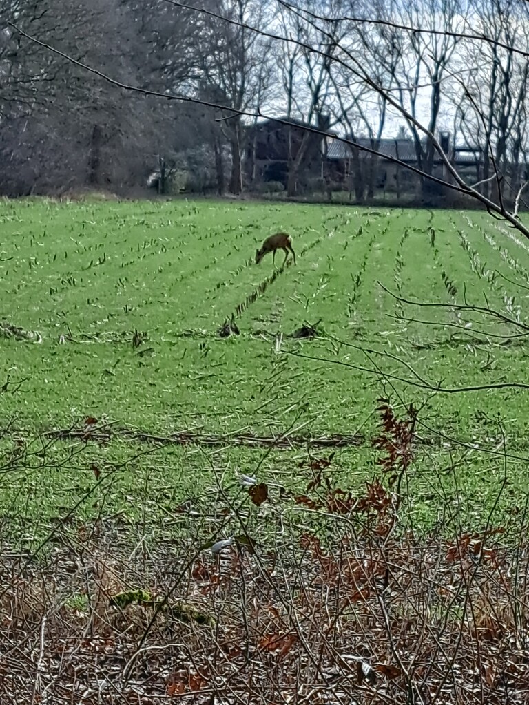 Tabakscultuur rond Amerongen