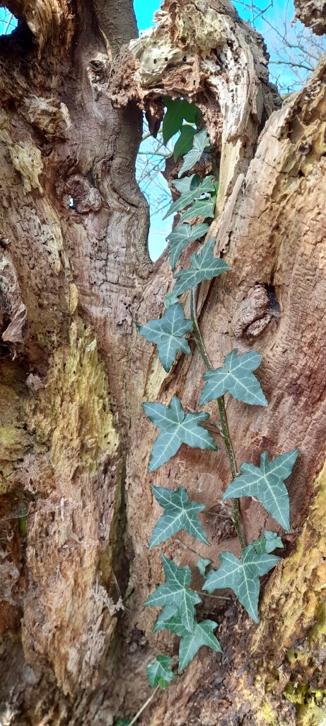 Delft - Zoetermeer · Groene Hartpad etappe 7