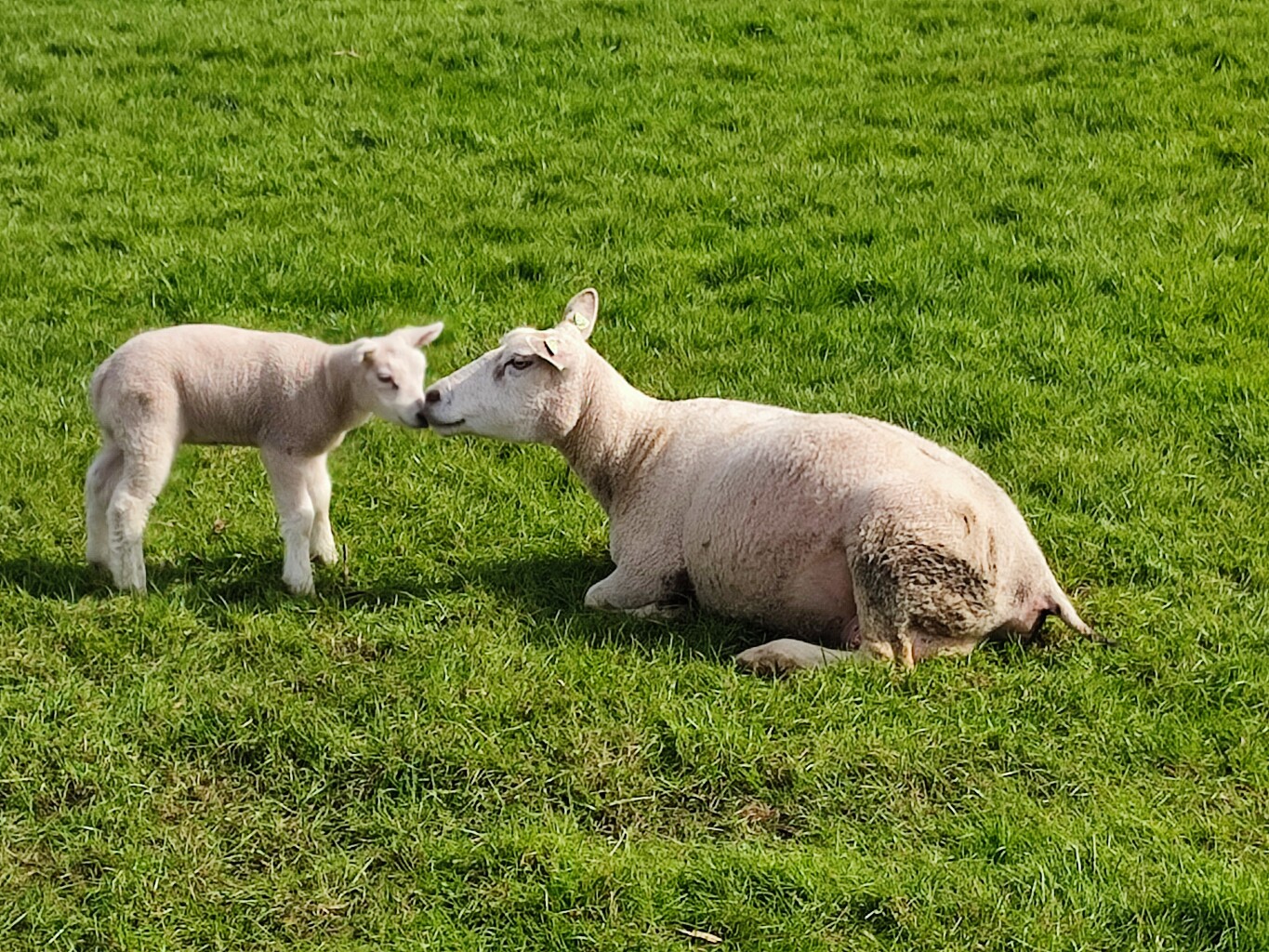 Oudega - Lux Aeterna · St. Odulphuspad etappe 2