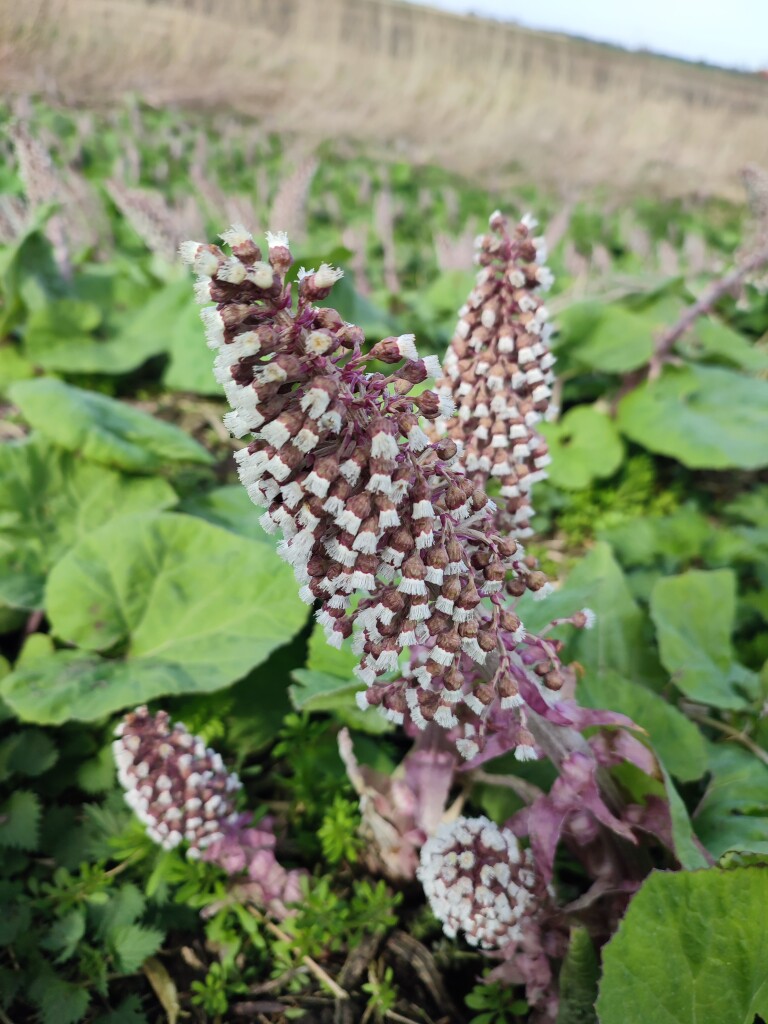 Oudega - Lux Aeterna · St. Odulphuspad etappe 2