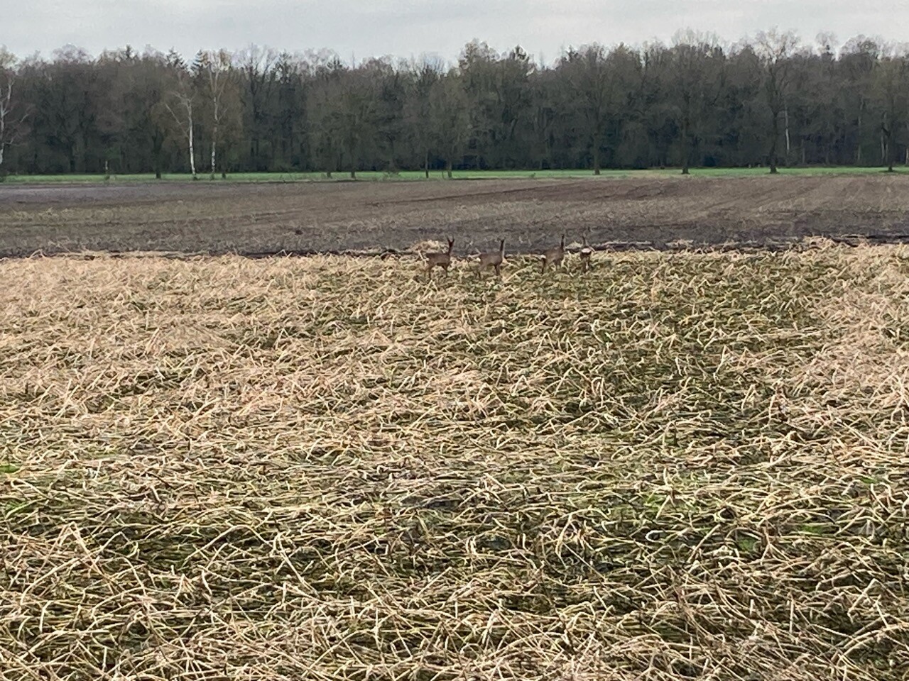 A50 - Odiliapeel · Hertogenpad etappe 6