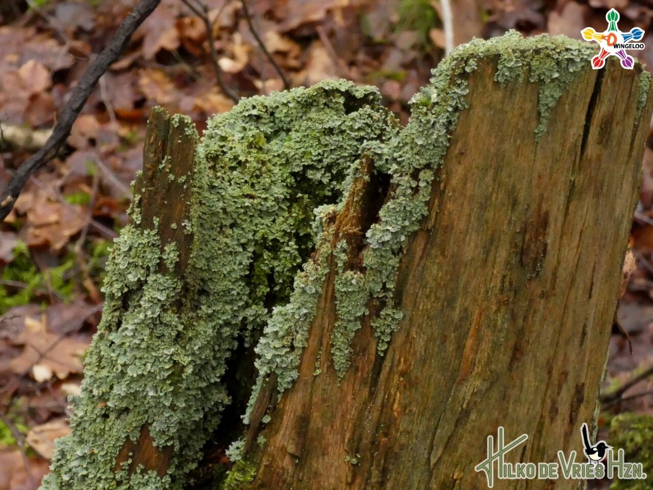 Diever Onderduikershol · De Ster van Dwingeloo etappe 2