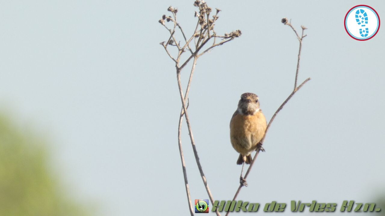 Boswachterspad Rottige Meente