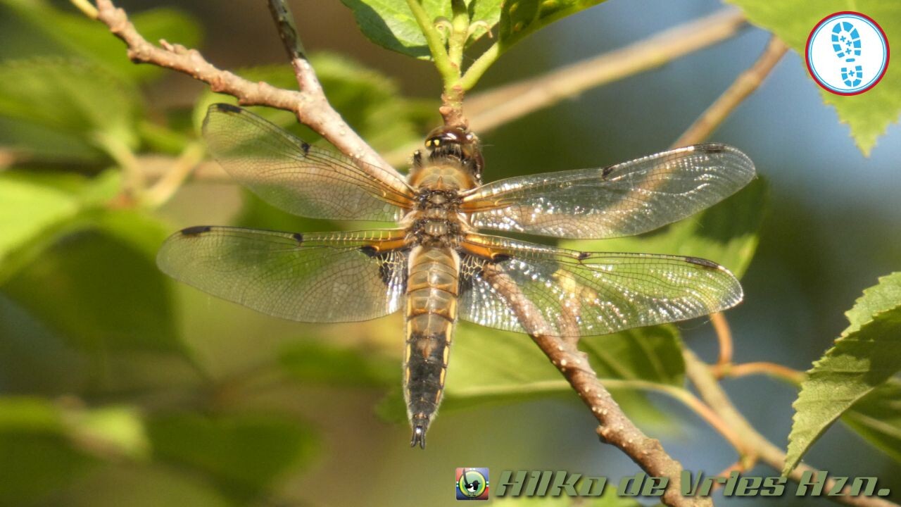 Boswachterspad Rottige Meente