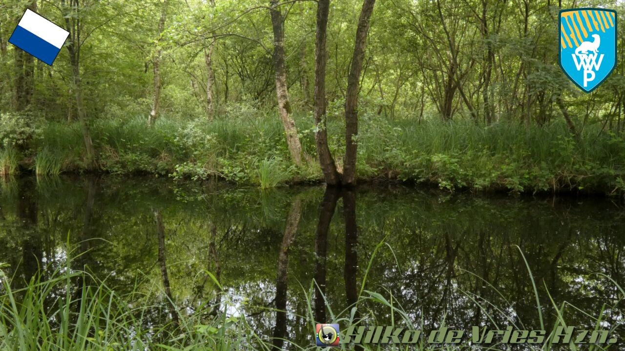 Muggenbeet - Watermolentjes · Weerribben wiedenpad etappe 5