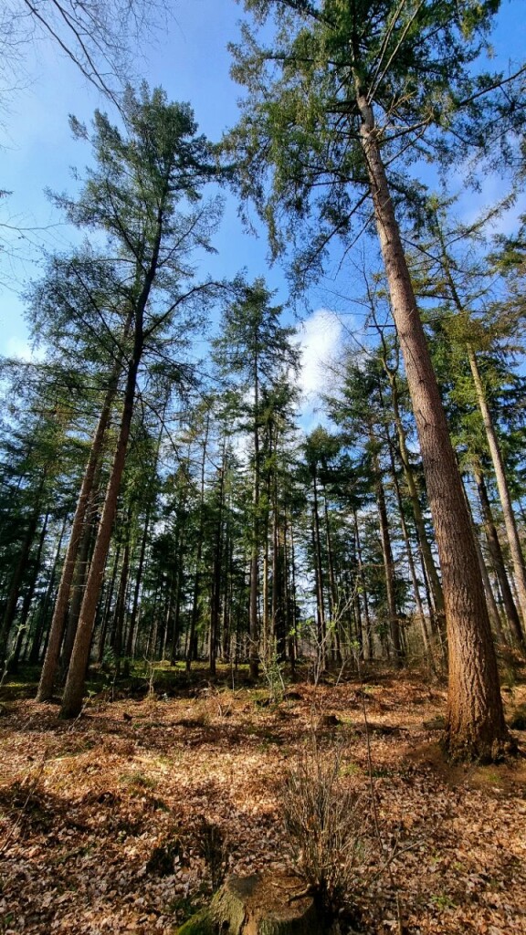 De Kiel - Schoonoord · Cultuurpad Coevorden etappe 11