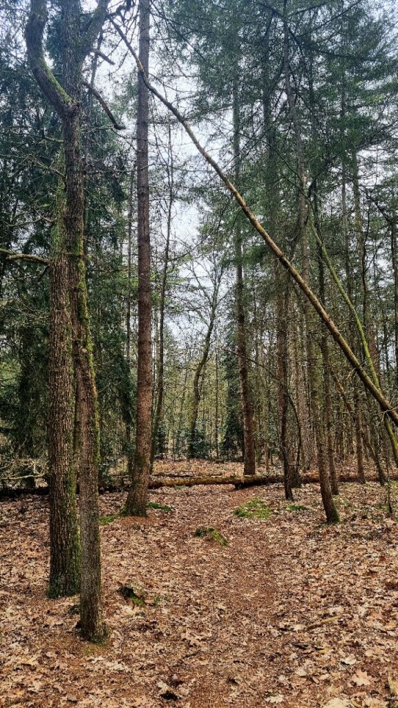 De Kiel - Schoonoord · Cultuurpad Coevorden etappe 11