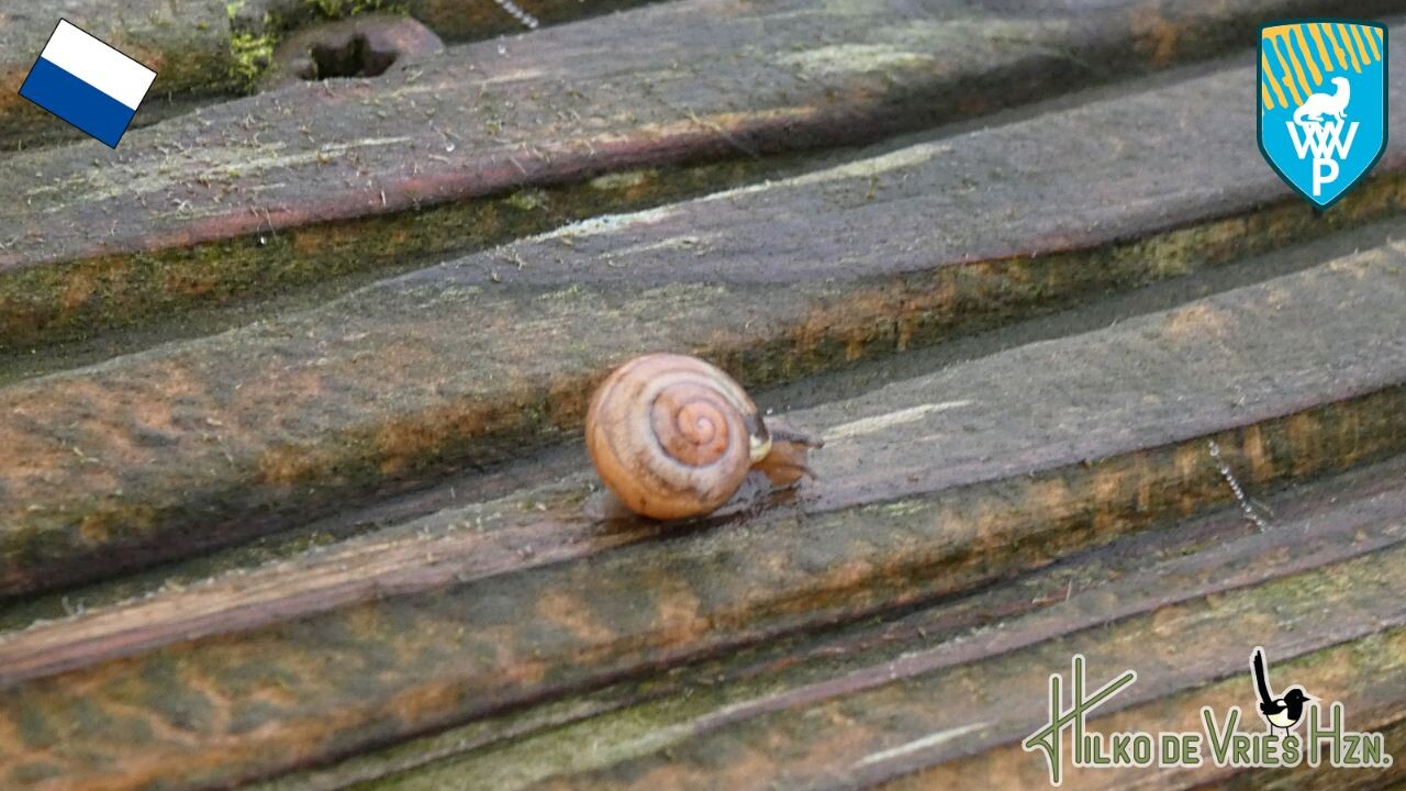 Weerribben wiedenpad
