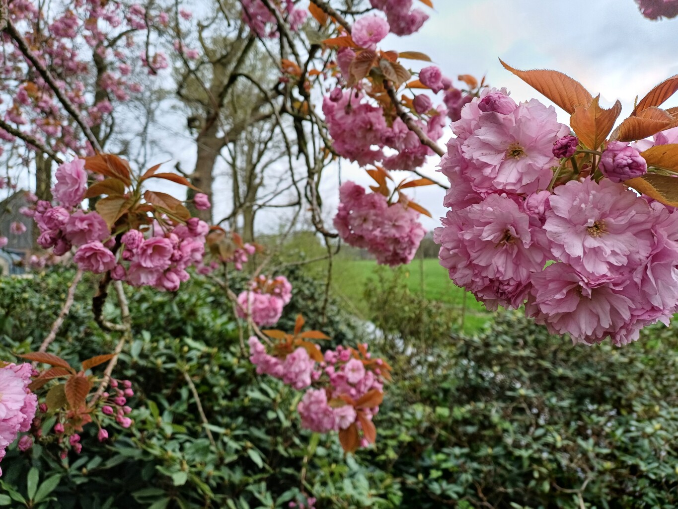 Adel in De Trynwâlden