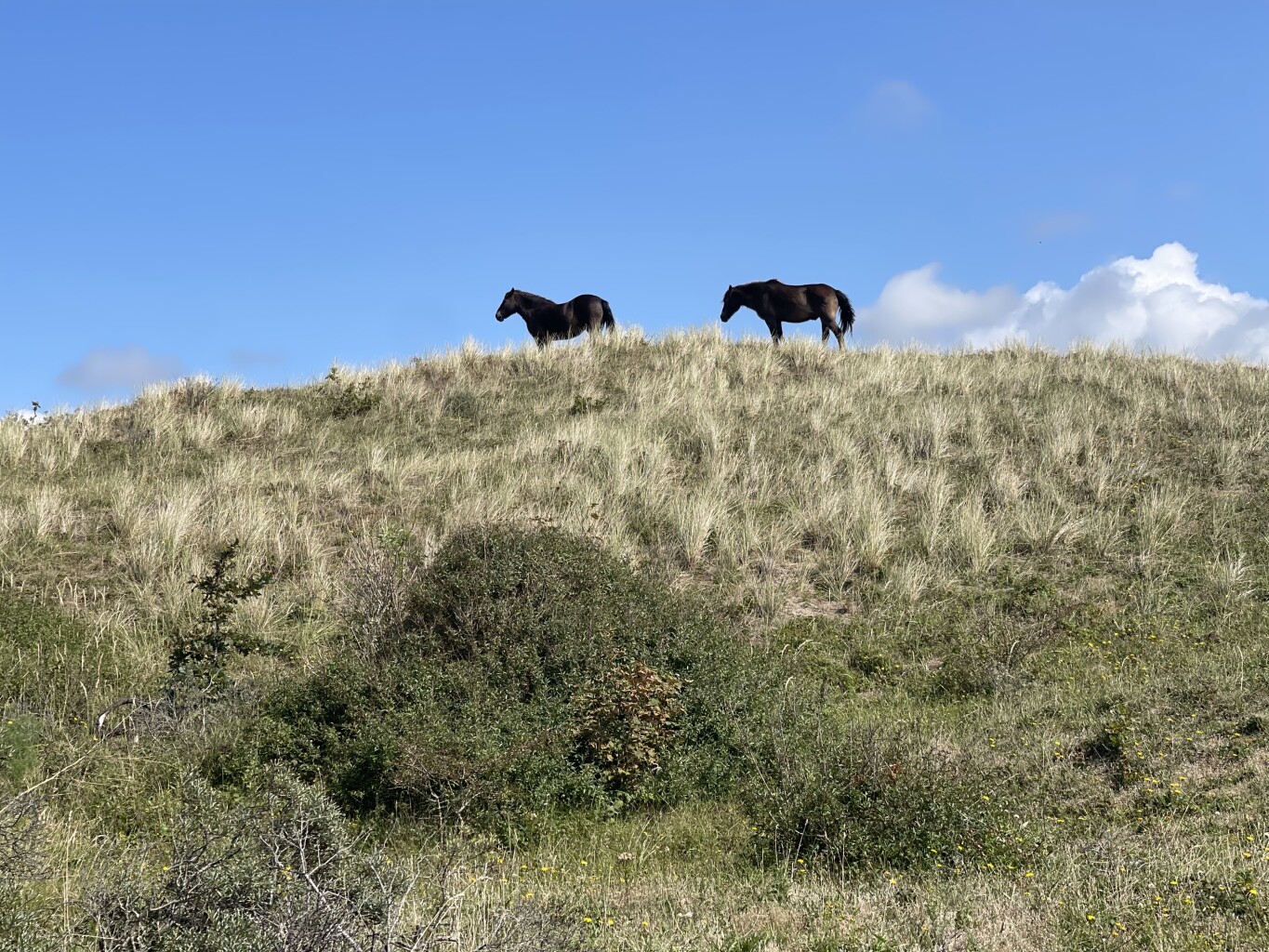 Weid van Brasser (duinroute van PWN, rode driehoek)