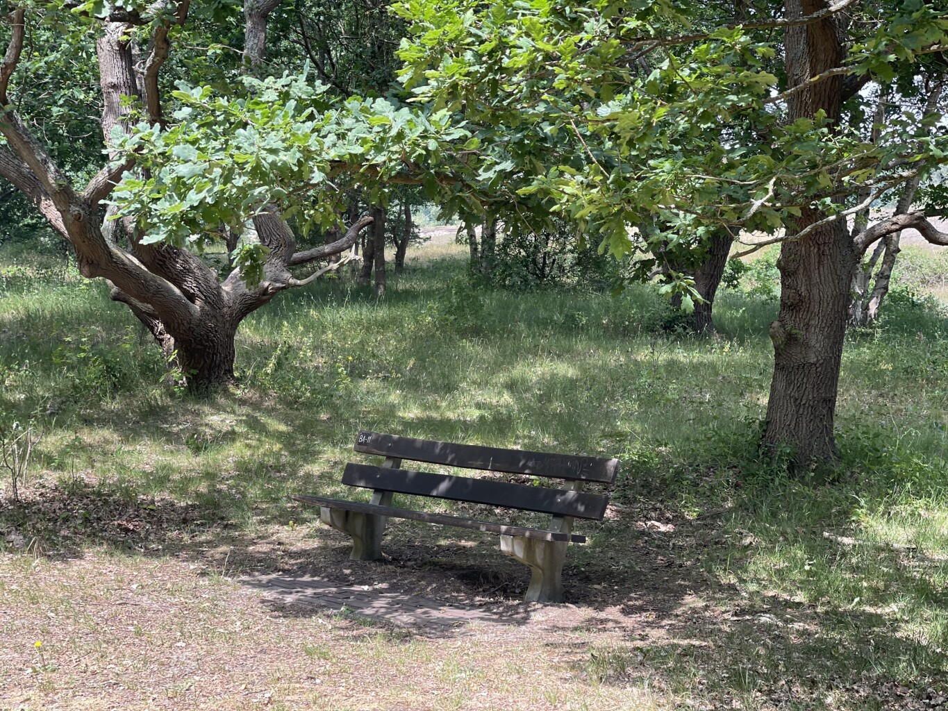 Weid van Brasser (duinroute van PWN, rode driehoek)