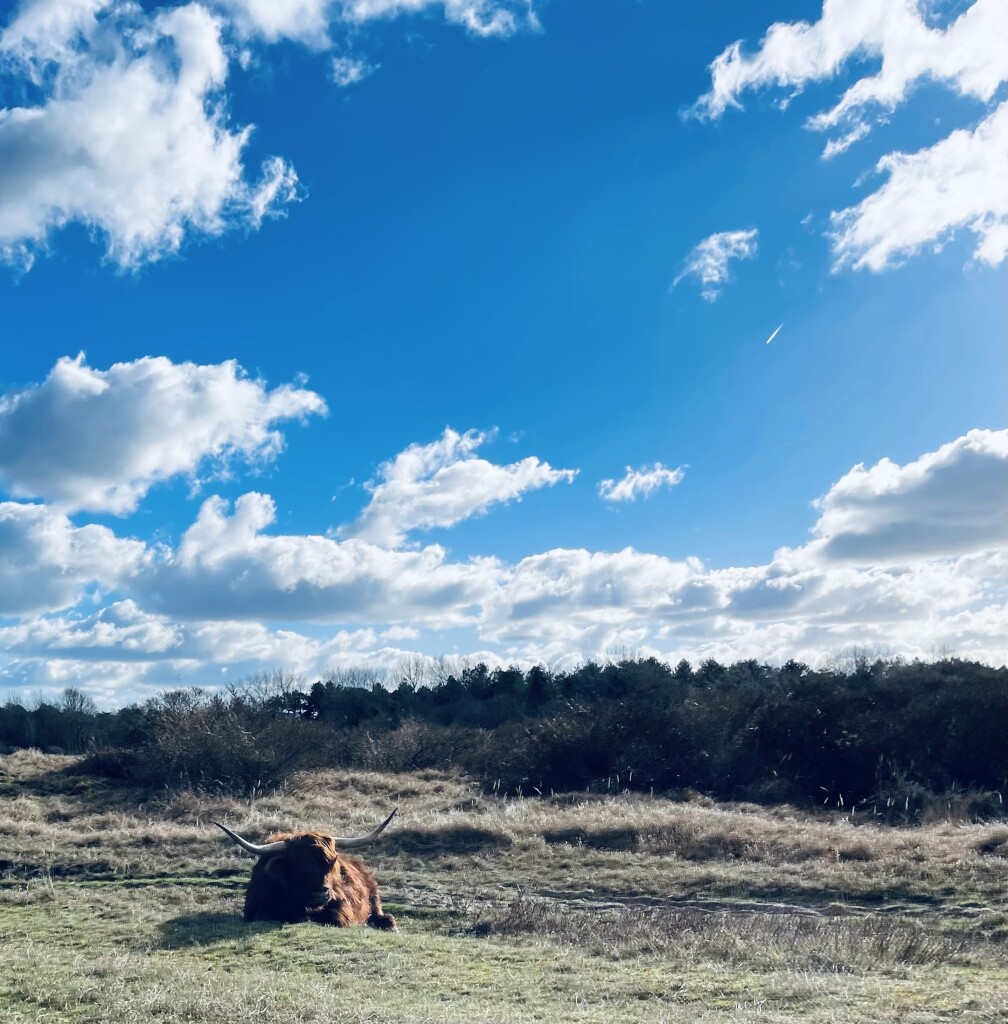 Weid van Brasser (duinroute van PWN, rode driehoek)
