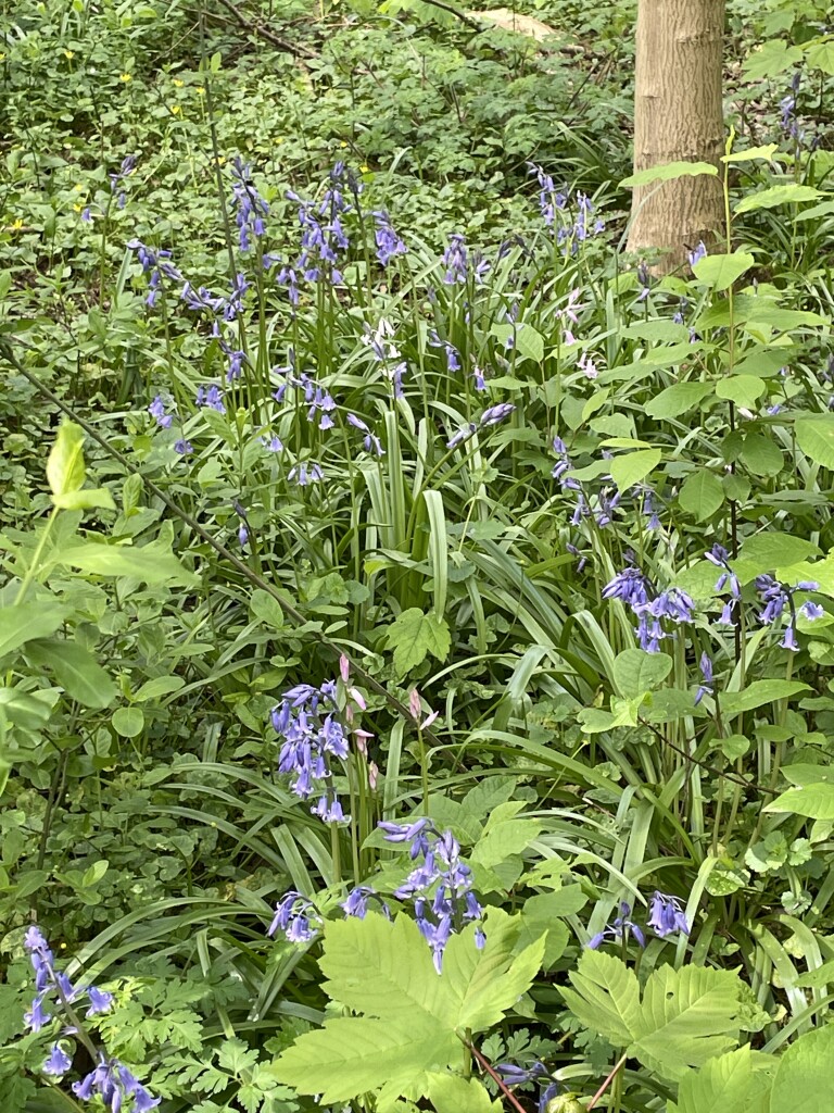 De beschutte ronde (duinroute van PWN)