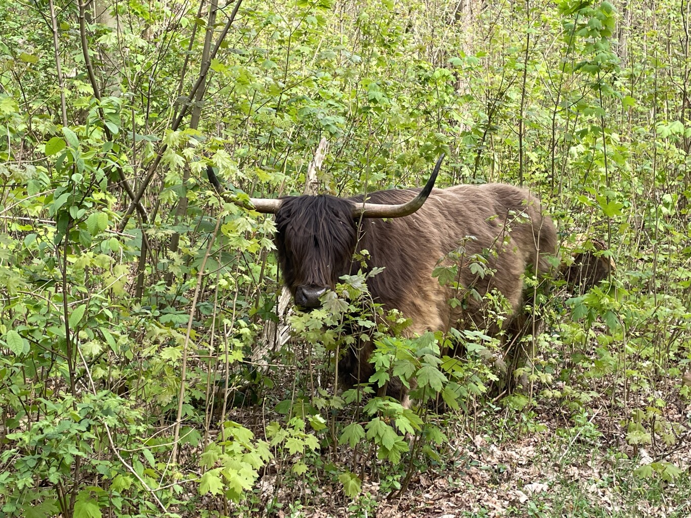 De beschutte ronde (duinroute van PWN)
