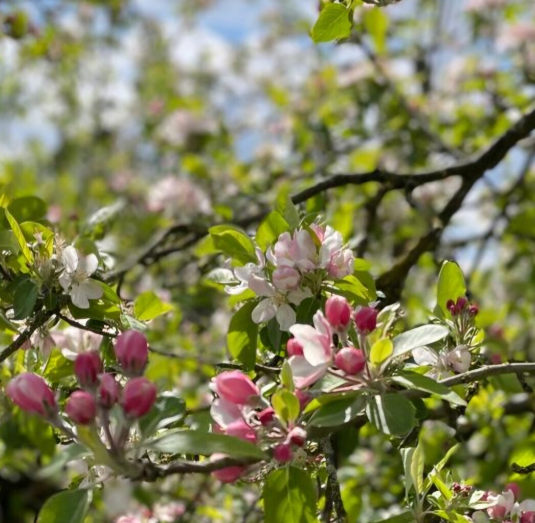 Station Geldermalsen - Station Beesd · Betuwepad etappe 3