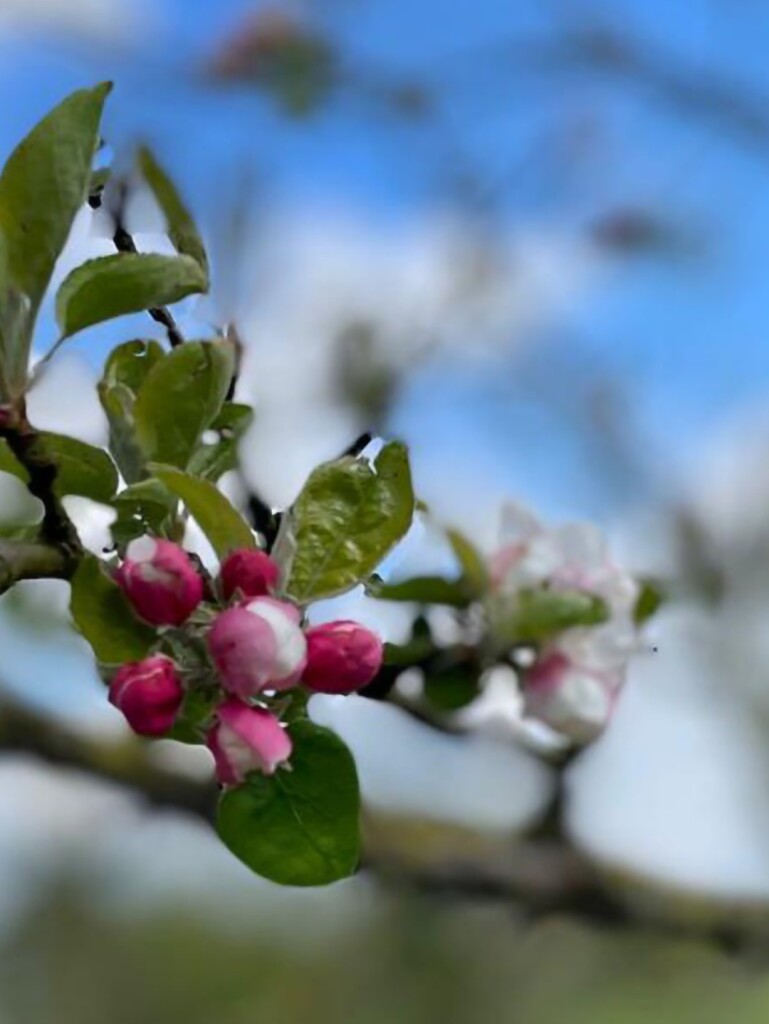 Station Geldermalsen - Station Beesd · Betuwepad etappe 3