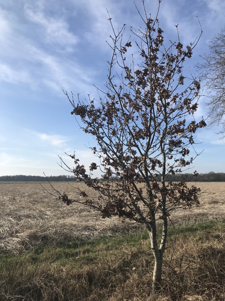 Blauwe paaltjesroute Norg | richting Westervelde