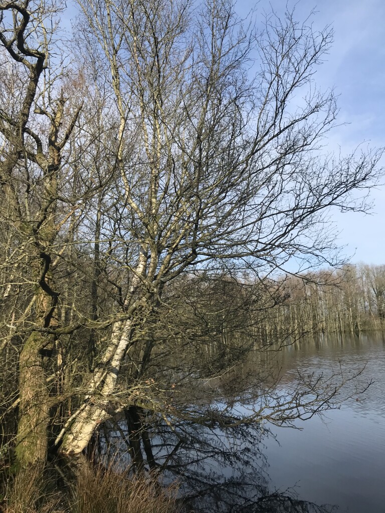 Blauwe paaltjesroute Norg | richting Westervelde