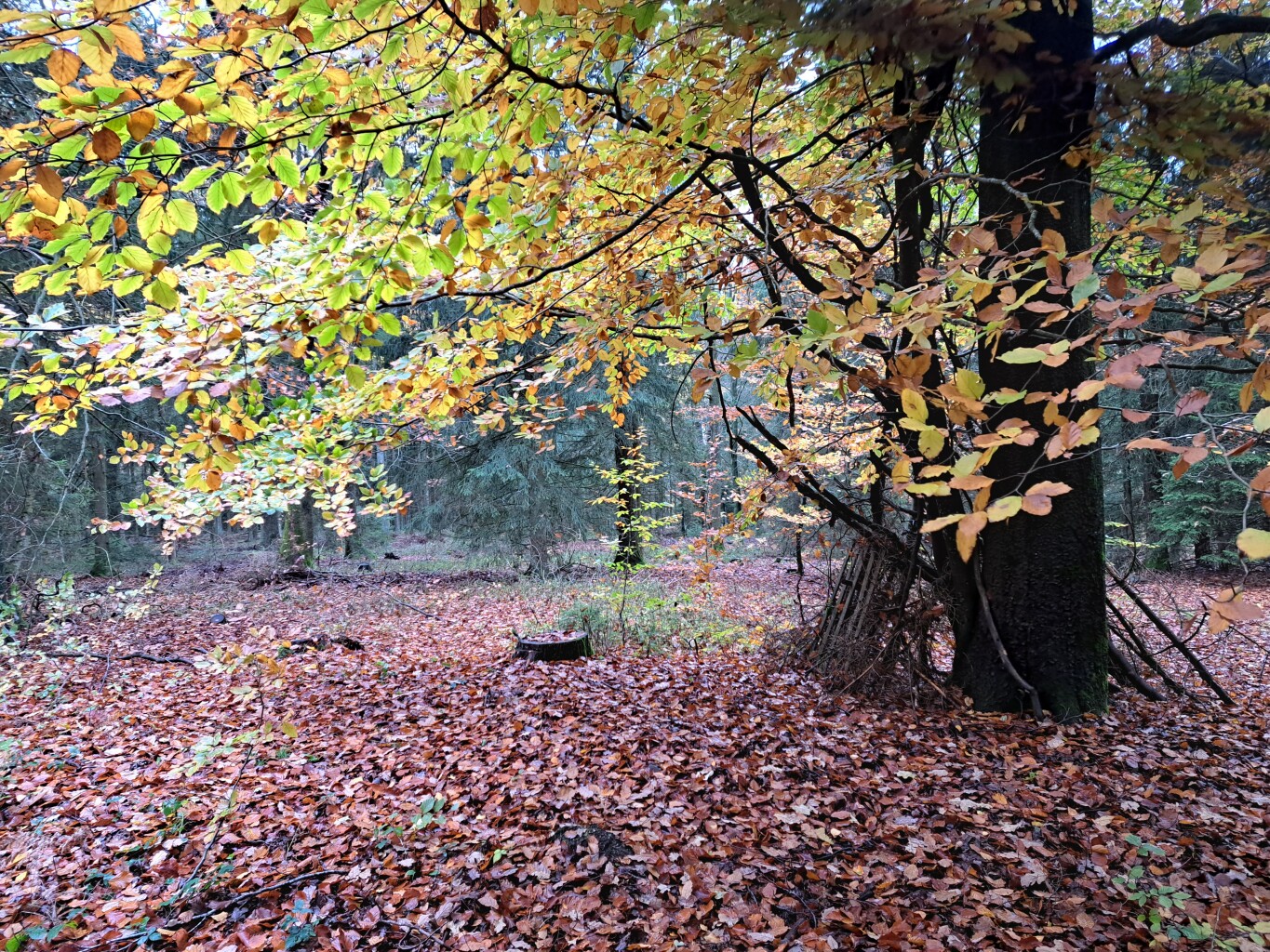 Stavelot - Vielsalm · GR5 etappe 21